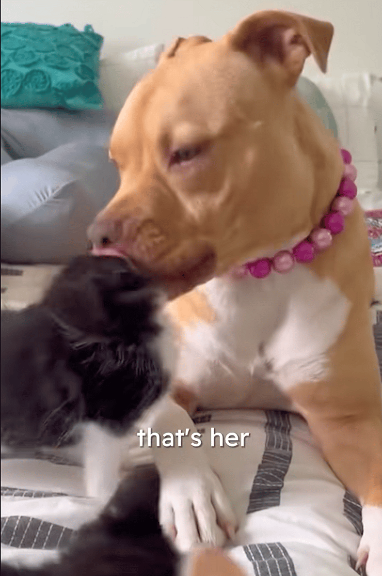 This Pitbull's Obsession With Small Animals Is The Sweetest Thing You'll See Today